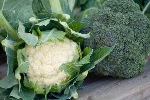 An nhung thuc pham don gian, de kiem nay, moi con dau bung kinh va met moi tieu tan-Hinh-3