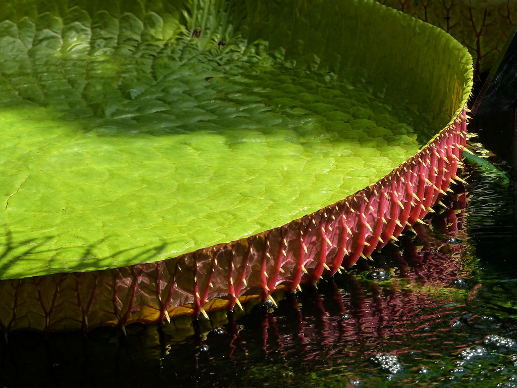 Mỗi một chiếc lá trưởng thành của sen vua có thể chịu được tải trọng lên đến 80kg tương đương trọng lượng của người lớn.