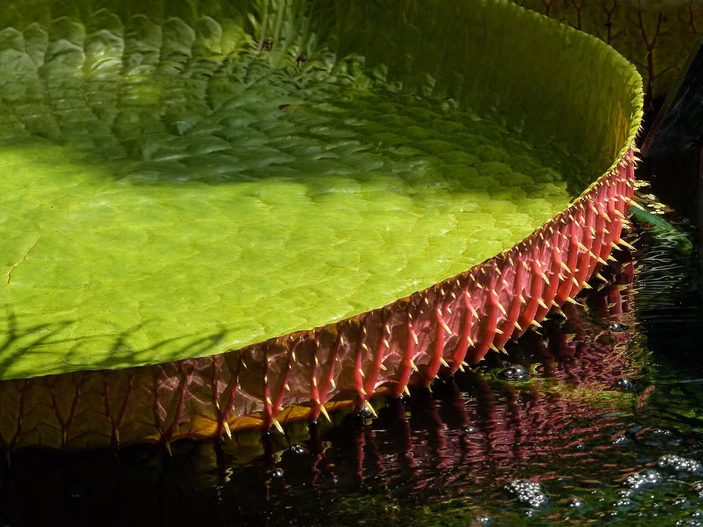 Mỗi một chiếc lá trưởng thành của sen vua có thể chịu được tải trọng lên đến 80kg tương đương trọng lượng của người lớn.