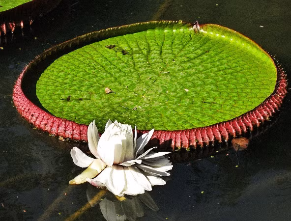 Một số loại thực vật khác lại bị các gai nhọn trên lá sen vua đâm trúng và ghiền nát. Cuối cùng chỉ còn những cây sen vua mọc san sát nhau độc chiếm cả một vùng.