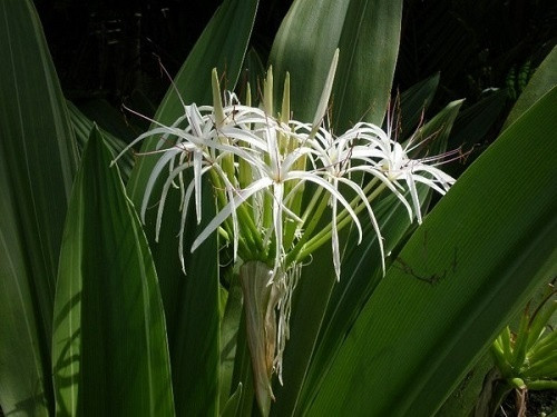 Hoặc trồng cây đại tướng quân, thủy quỳ, xương rồng, thường xuân giúp căn phòng của người mệnh Thủy được cân bằng và hài hòa hơn.