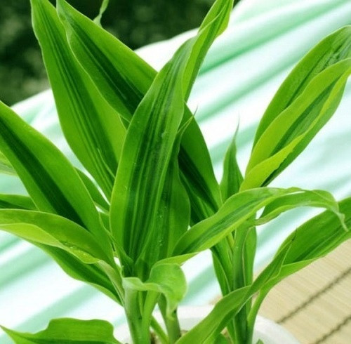 Bên cạnh những bể cá hay hồ nước, người mệnh Thủy cũng có thể trồng cây trong nhà bởi theo thuyết Ngũ hành, Thủy sinh Mộc. Mộc cũng hỗ trợ một phần rất nhỏ cho Thủy. Vì vậy, bạn nên chọn những loại cây thủy sinh, cây trồng trong nước hay cây chứa nhiều nước để cân bằng trường khí và vận khí như dương xỉ, xương rồng tròn, thường xuân, trúc phú quý, đại tướng quân, thủy quỳ, lục thảo trổ... Nên tránh những đồ vật làm từ đất như gốm, sứ hay sỏi, đá khiến cuộc sống của mọi người trong gia đình bị ảnh hưởng lớn.