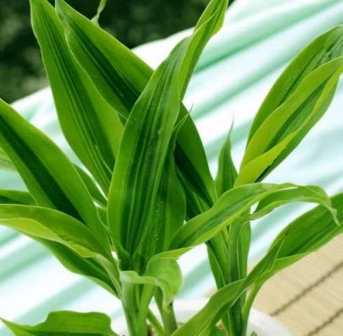 Bên cạnh những bể cá hay hồ nước, người mệnh Thủy cũng có thể trồng cây trong nhà bởi theo thuyết Ngũ hành, Thủy sinh Mộc. Mộc cũng hỗ trợ một phần rất nhỏ cho Thủy. Vì vậy, bạn nên chọn những loại cây thủy sinh, cây trồng trong nước hay cây chứa nhiều nước để cân bằng trường khí và vận khí như dương xỉ, xương rồng tròn, thường xuân, trúc phú quý, đại tướng quân, thủy quỳ, lục thảo trổ... Nên tránh những đồ vật làm từ đất như gốm, sứ hay sỏi, đá khiến cuộc sống của mọi người trong gia đình bị ảnh hưởng lớn.