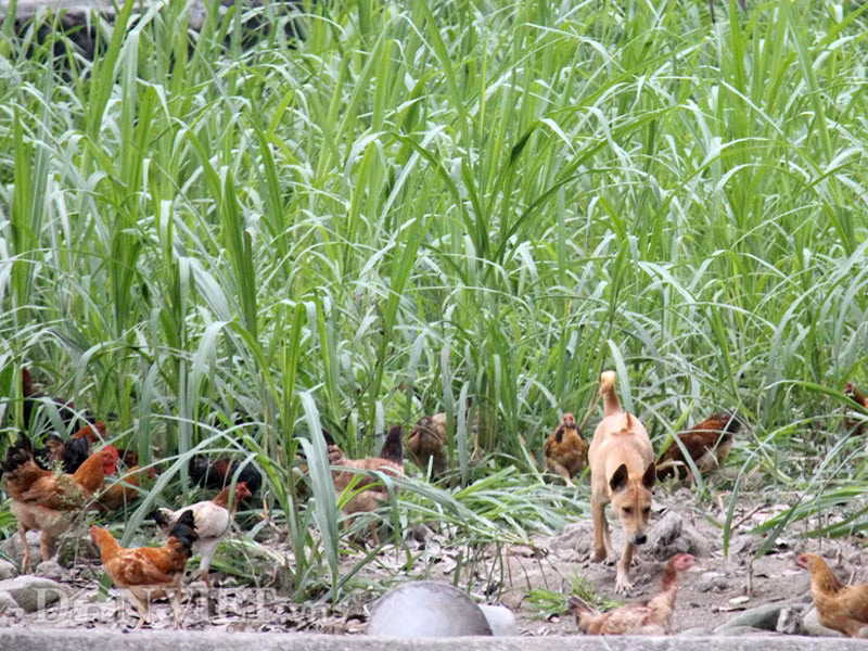Nhờ được huấn luyện từ nhỏ, nên thay vì chụp, cắn... chó Phú Quốc sống hòa bình với các vật nuôi khác