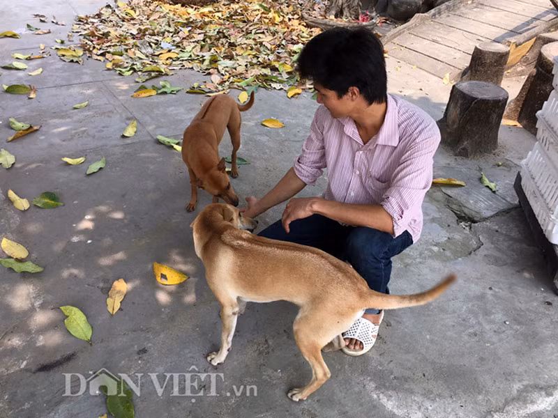 3 con chó Phú Quốc đã thuần chủng được anh Thuận đưa về nuôi tại trang trại ở thôn Phú Thuận Tây.