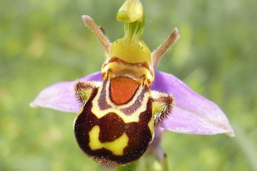Không chỉ giống một chú ong mập mạp, hoa lan Ophrys Apifera còn khiến nhiều người liên tưởng tới một nhân vật hoạt hình hay cười.