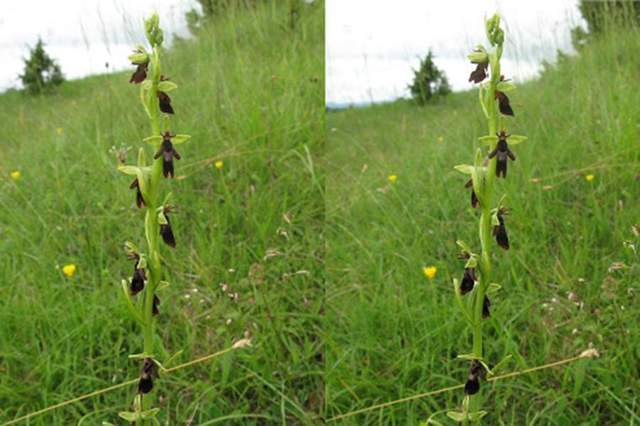 Nếu nhìn thoáng qua, nhiều người sẽ nghĩ vệt đen kia là những chú ruồi.