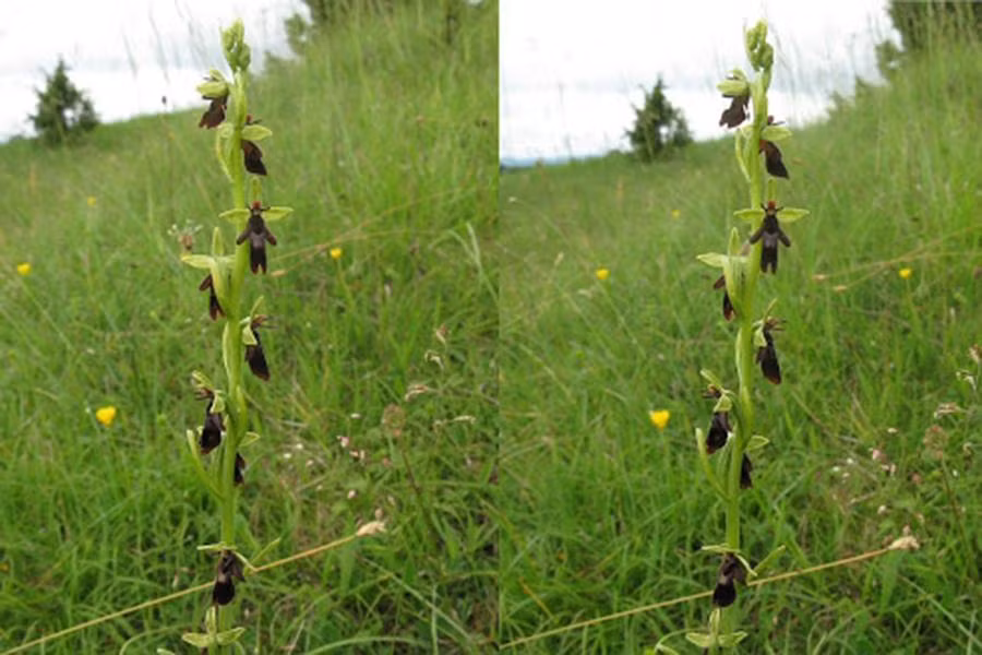 Nếu nhìn thoáng qua, nhiều người sẽ nghĩ vệt đen kia là những chú ruồi.