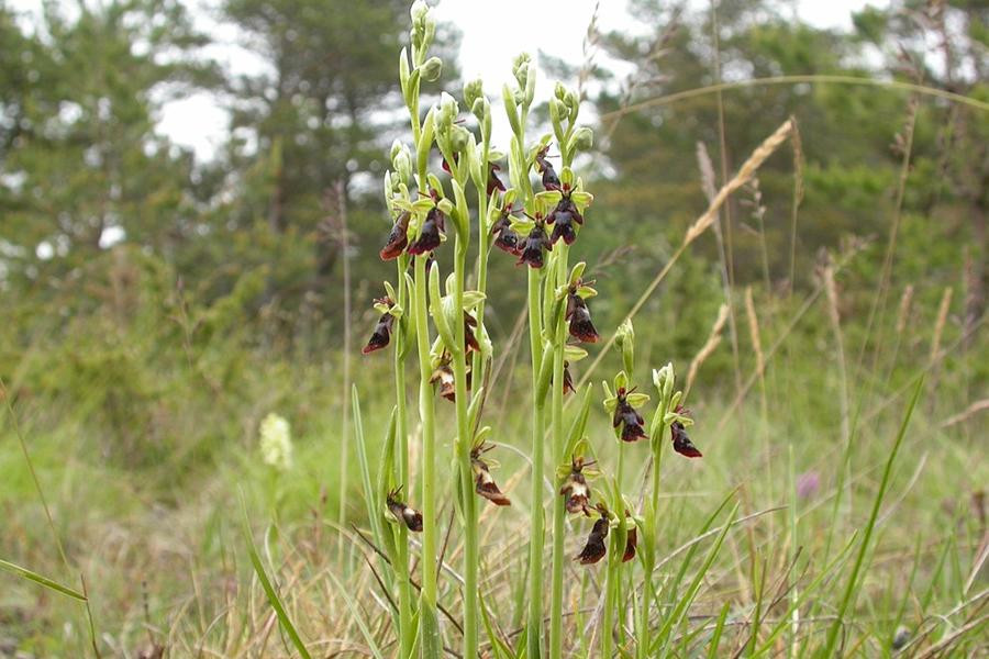 Tuy nhiên, đây lại là một giống lan có tên khoa học là Ophrys Insectifera (hay còn gọi là lan ruồi) - loài bản địa của châu Âu và ưa đất phèn. Loài lan này phụ thuộc vào ong vò vẽ để thụ phấn.