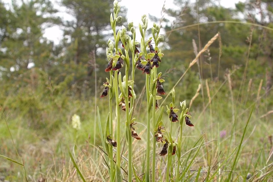 Tuy nhiên, đây lại là một giống lan có tên khoa học là Ophrys Insectifera (hay còn gọi là lan ruồi) - loài bản địa của châu Âu và ưa đất phèn. Loài lan này phụ thuộc vào ong vò vẽ để thụ phấn.