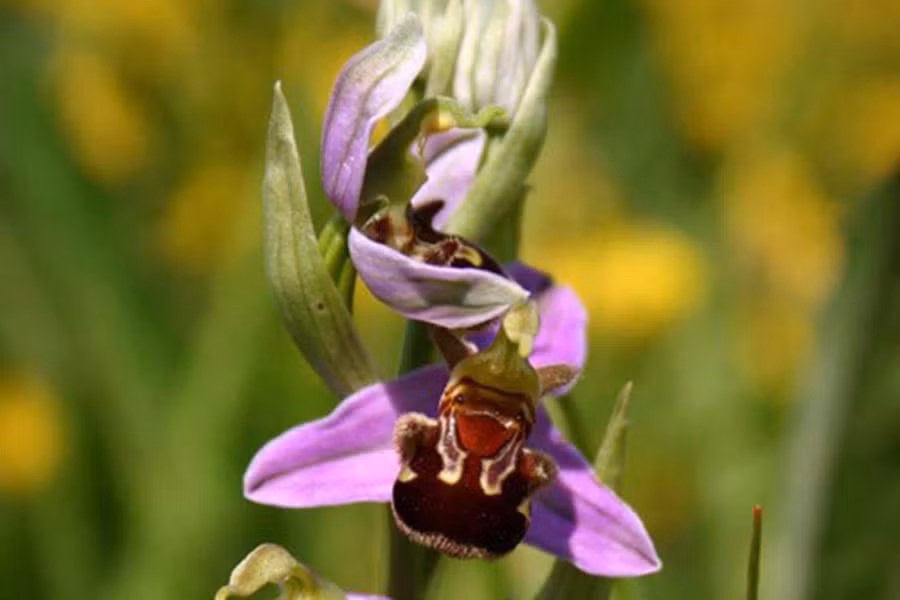 Loài hoa này luôn biết tận dụng tối đa ngoại hình đặc biệt của mình và hương thơm giống mùi của ong cái để thu hút ong đực tới thụ phấn.