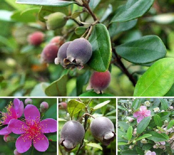 Nó được xem là một “kho báu” và có thể bán với giá 60 tệ/0.5kg (khoảng 200.000 VNĐ).