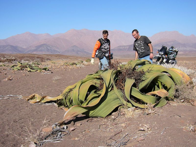Ông đặt tên cho loài cây này là Welwitschia. Phát hiện của ông đã thu thú sự chú ý của các nhà sinh vật học thời bấy giờ và cả ngày nay, bao gồm Charles Darwin.