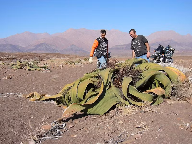 Ông đặt tên cho loài cây này là Welwitschia. Phát hiện của ông đã thu thú sự chú ý của các nhà sinh vật học thời bấy giờ và cả ngày nay, bao gồm Charles Darwin.