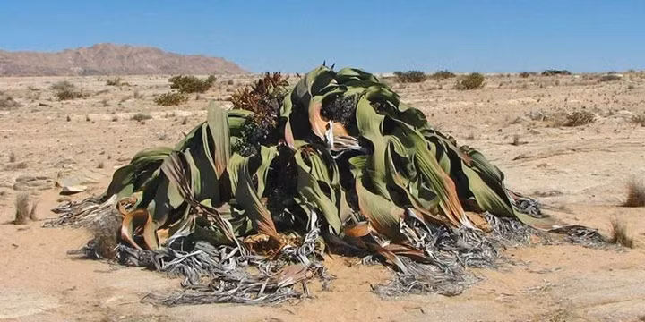 Tao Wan, nhà thực vật học tại Vườn Bách thảo Fairy Lake ở Thâm Quyến (Trung Quốc), tác giả chính của nghiên cứu này cho biết, cách đây khoảng 86 triệu năm, sau một sai lầm trong quá trình phân chia tế bào, bộ gen của Welwitschia đã nhân đôi khi hạn hán kéo dài - đây có thể là sự hình thành của sa mạc Namib. Những "căng thẳng tột độ" thường liên quan đến hiện tượng sao chép bộ gen như vậy.