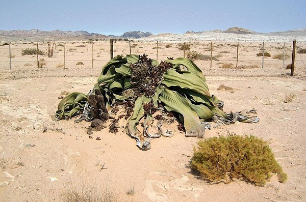 Phát hiện về việc thực vật có khả năng bảo tồn DNA và protein sẽ giúp đem lại những cải tiến lớn về nông nghiệp, cụ thể là giúp tạo ra các hạt giống khỏe mạnh hơn và có thể phát triển tốt tại khu vực khô cằn. 