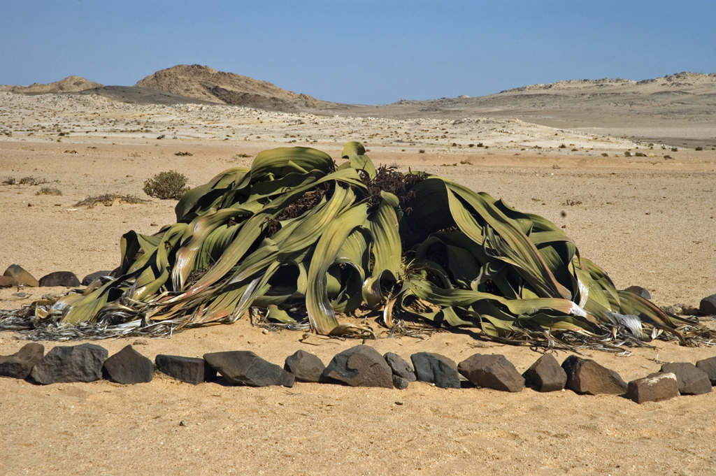 Vào năm 1859, nhà thực vật học Friedrich Welwitsch lần đầu tiên nhìn thấy loài cây kỳ diệu này, ông đã thảng thốt, quỳ xuống và nhìn chằm chằm vào nó, không dám chạm vào, một phần vì sợ khi chạm vào thì sẽ giật mình nhận ra đây chỉ là tưởng tượng.