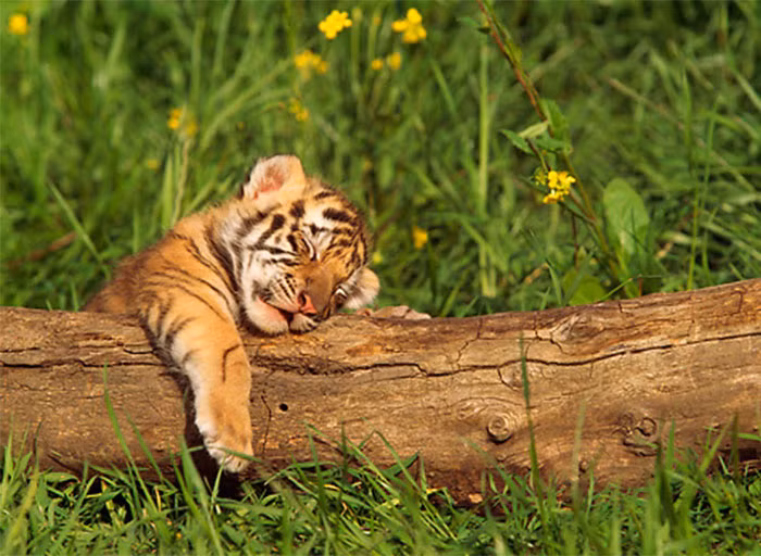 Nền tảng tài chính tốt cộng với những ý tương hay ho là cơ sở để Dần cải thiện uy tín và địa vị của mình. Vì vậy trong 2 ngày cuối tuần Dần sẽ gặt hái thêm nhiều trái ngọt.