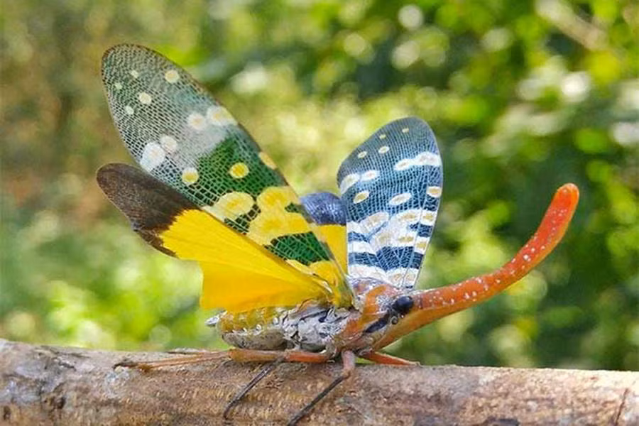 Ve sầu vòi voi cánh vàng Pyrops caldelaria sở hữu chiếc "vòi voi" rất dài mọc ra trên đầu cùng đôi cánh rực rỡ như cánh bướm được coi là một trong những kiệt tác của tự nhiên.