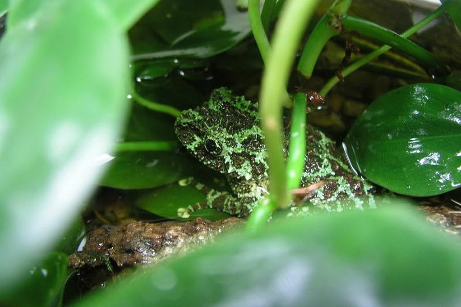 Lớp da đặc biệt giúp ích cho ếch rêu về mặt ngụy trang, vừa trốn kẻ thù vừa thuận tiện bắt mồi.