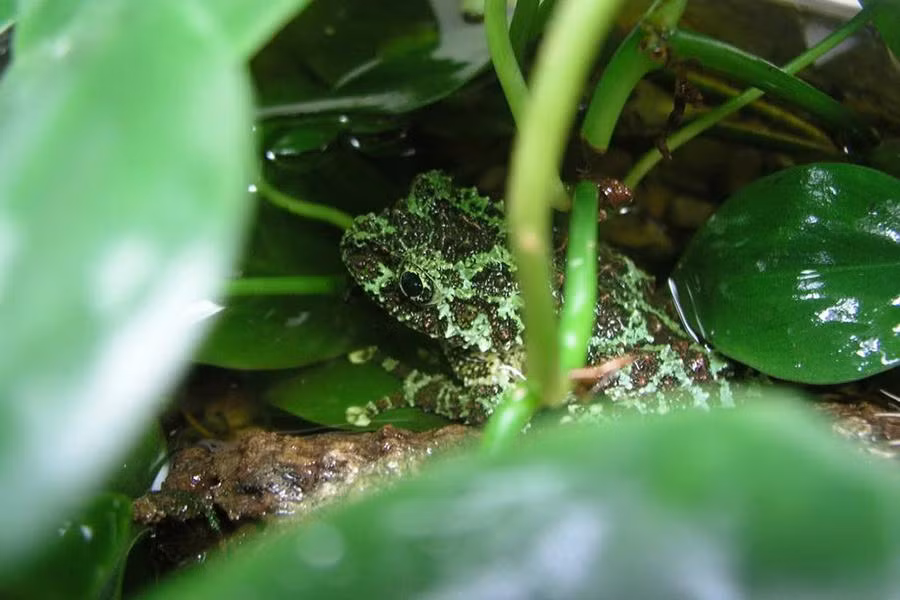 Lớp da đặc biệt giúp ích cho ếch rêu về mặt ngụy trang, vừa trốn kẻ thù vừa thuận tiện bắt mồi.