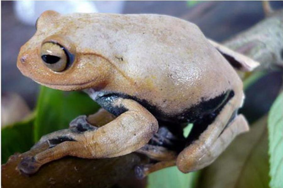 Ếch bay ma cà rồng leo trèo rất giỏi và dành phần lớn thời gian sinh sống ở trên cây.