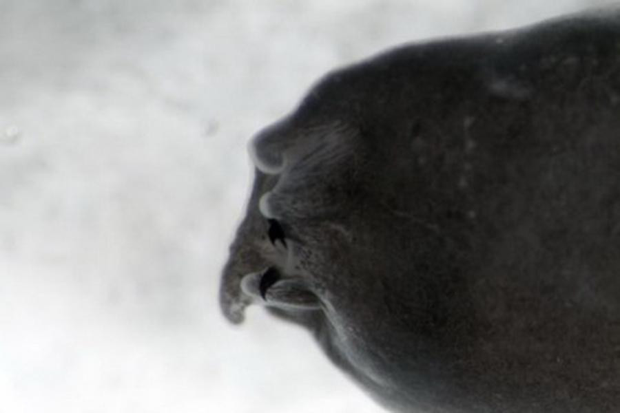 Chúng được gọi là ma cà rồng vì trong giai đoạn nòng nọc, miệng chúng có hai chiếc "răng nanh" màu đen thò ra trông giống hình tượng của quỷ hút máu. Hiện tại các nhà khoa học vẫn chưa xác định được chức năng của cặp răng nanh này.