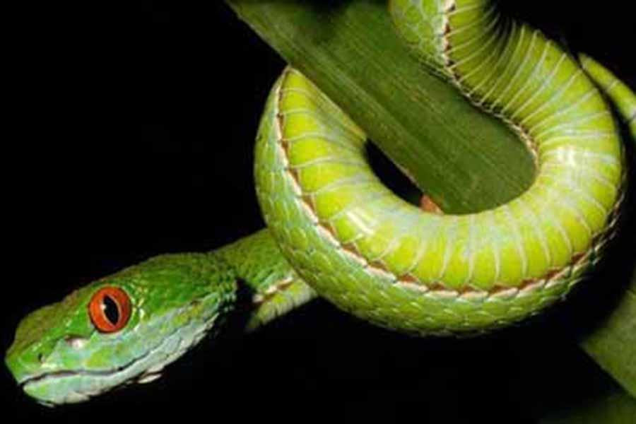 Tại nước ta, loài rắn này được phát hiện sống trong các khu rừng gần TP Hồ Chí Minh và các ngọn đồi thấp ở miền Nam Việt Nam.