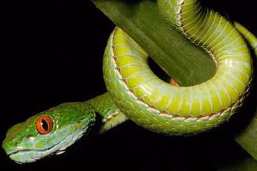 Tại nước ta, loài rắn này được phát hiện sống trong các khu rừng gần TP Hồ Chí Minh và các ngọn đồi thấp ở miền Nam Việt Nam.