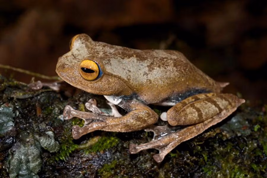 Được biết, loài ếch này mới chỉ được ghi nhận ở cao độ từ 1.400 m đến 2.000 m của vùng Cao nguyên Lâm Viên (Việt Nam).