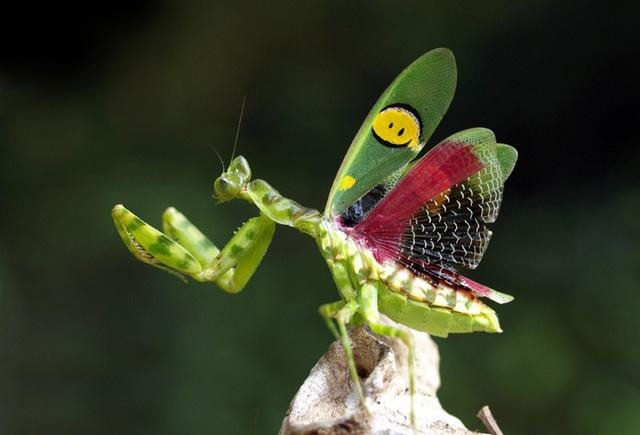 Bọ ngựa cánh xanh Creobroter germmata cũng sở hữu vẻ ngoài sắc sỡ gây "thương nhớ".