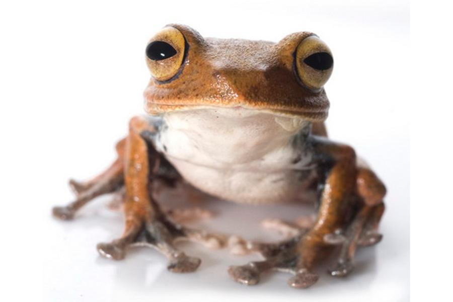 Cùng với một số loài ếch của Indonesia được phát hiện năm 2011, ếch bay ma cà rồng góp tên vào danh sách những loài ếch có “răng” hi hữu của thế giới.