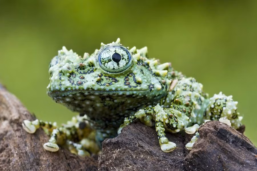 Ếch rêu (tên khoa học là Theloderma corticale, ở Việt Nam được gọi là ếch cây sần Bắc Bộ) là một trong những loài ếch quái dị nhất hành tinh.