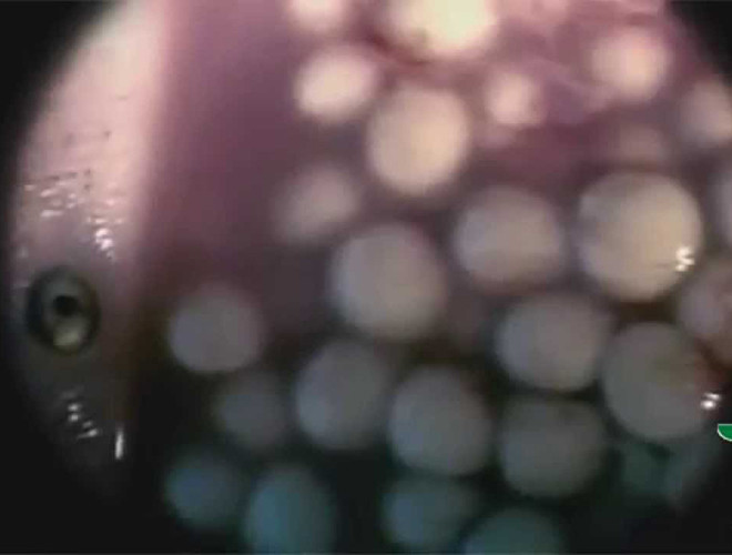 Vì cá mập hổ cát có tới 2 tử cung, nên nó chuẩn bị rất nhiều trứng. Ngay từ cả khi vẫn còn nằm trong bụng mẹ, phôi cá mập hổ cát con đã phát triển răng. Nó sẽ dùng "vũ khí" ấy mà ngấu nghiến những con phôi bên cạnh. Cuối cùng, chỉ còn đúng 2 cá mập hổ cát con chào đời. Nhờ được "rèn giũa" từ trong bụng mẹ mà vừa mới thoát ra ngoài, nó đã trở thành chúa tể săn mồi giữa lòng đại dương