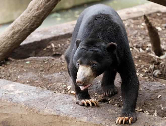 Gấu Mặt trời châu Á được coi là một trong những "sát thủ nóng tính" nhất trong rừng sâu.