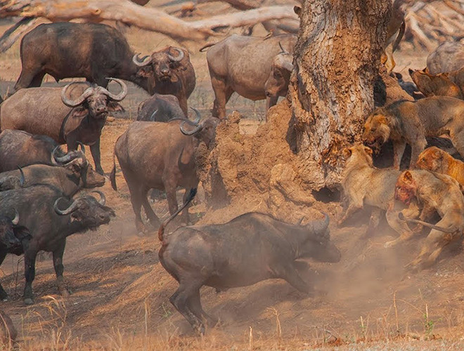 Theo thống kê, loài này giết chết khoảng 200 người mỗi năm. Tính tình "cục súc" và khó đoán khiến chúng đặc biệt nguy hiểm. Nếu tức giận, trâu rừng sẵn sàng chiến cả với những loài săn mồi lớn như sư tử.