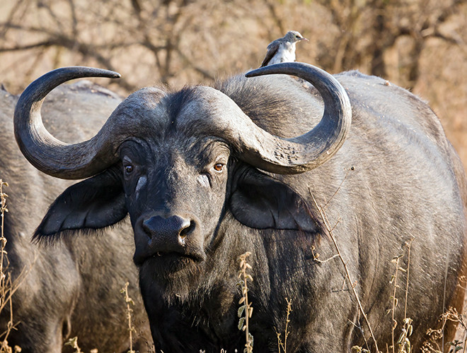 Trâu rừng châu Phi là loài vật ăn cỏ nhưng mang cơ thể lực lưỡng, nặng một tấn, dài tới 1,8 m và có thể di chuyển với vận tốc 57 km/h. Chúng được mệnh danh là "trâu tử thần" hay "cái chết đen"