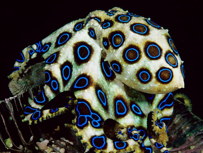 Bạch tuộc nhẫn xanh là một loài bạch tuộc có những đốm màu xanh đen rất đẹp, giống như những chiếc nhẫn. Chúng sống chủ yếu ở vùng biển Thái Bình Dương, từ lãnh hải Nhật Bản đến Australia