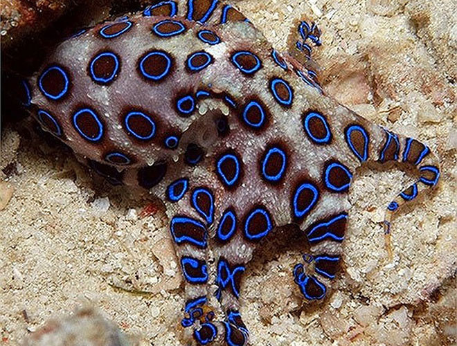 Tuy nhiên, loài bạch tuộc này lại sở hữu loại nọc độc vô phương cứ chữa. Những người mà chúng cắn sẽ tắt thở chỉ trong vòng 2 phút. Lượng chất độc trên cơ thể bạch tuộc nhẫn xanh có thể giết 26 người trong cùng một lúc.