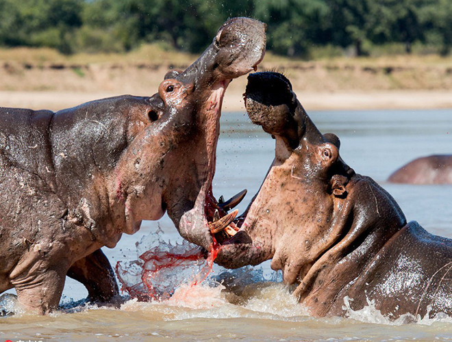 Loài này có tính lãnh thổ cao nên rất ghét bị làm phiền. Nhiều trường hợp từng ghi nhận hà mã tấn công thuyền của con người vì nhỡ đi vào lãnh thổ chúng chiếm lĩnh. Hàng năm, có 2900 người bị giết bởi loài này. Nếu cảm thấy bị làm phiền, hà mã sẵn sàng tấn công cả sư tử lẫn cá sấu. Sở hữu cơ thể "cồng kềnh", hà mã vẫn dễ dàng đạt vận tốc 32 km/h khi truy đuổi kẻ thù.