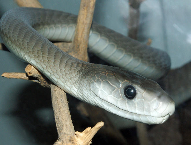 Rắn hổ mang chúa nổi tiếng nguy hiểm vì chất độc, còn rắn mamba đen nổi tiếng vì tốc độ giết người của chúng