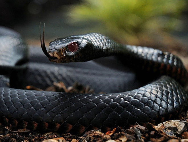 Thường sinh sống ở các vùng thảo nguyên và núi đá phía nam, và đông châu Phi, mamba là loài rắn nhanh nhất, tốc độ trườn của chúng có thể lên đến 20km/h, khiến nạn nhân khó mà chạy thoát trong vùng núi đá hoang vu.