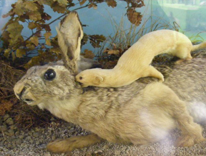 Chồn Least thường cắn vào cổ nạn nhân và hút hết máu từ vết thương hở đó. Loài này cũng sẵn sàng “chiến đấu” nếu bị xâm phạm lãnh thổ