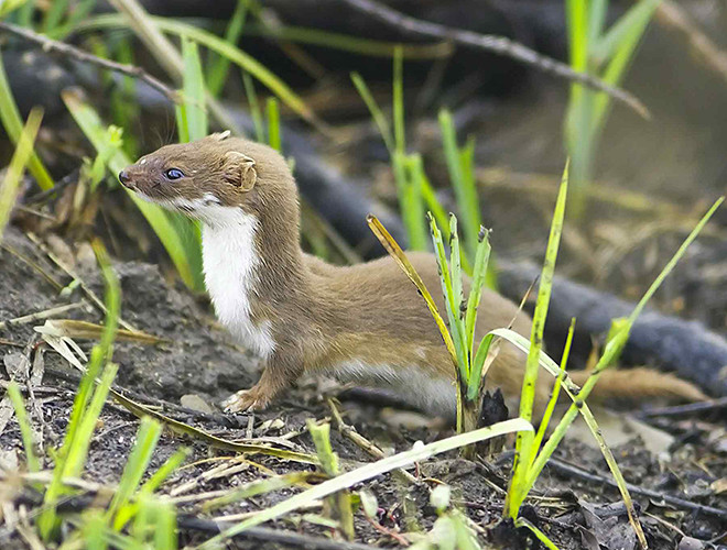 Chồn Least là loài động vật thuộc bộ ăn thịt nhỏ nhất trên thế giới. Chỉ nặng vài ounces (1 ounces bằng 28 gram), dài 20 cm, nhưng loài này có thể giết chết cả một chú thỏ châu Âu, lớn gấp 5 lần cơ thể mình