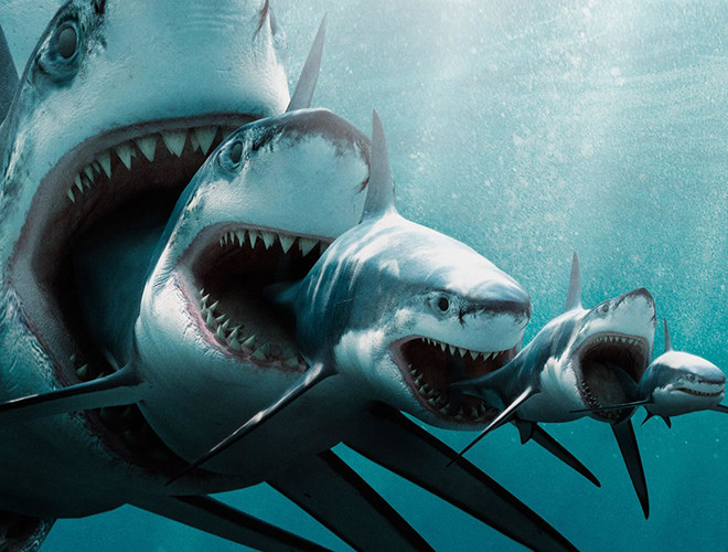 Cá mập hổ cát (Carcharias taurus) là loài duy nhất trong tự nhiên được biết đến với tập tính giết hại "anh chị em" từ khi còn chưa thấy ánh sáng mặt trời