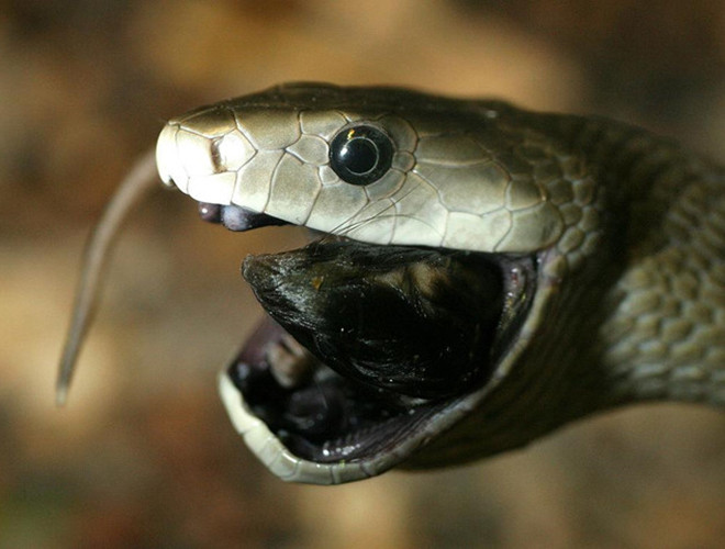 Rắn mamba đen chỉ tấn công khi chúng bị đe dọa. Nhưng khi đó, chúng sẽ cắn liên tục. Mỗi cú cắn sẽ truyền 1 lượng độc đủ để giết chết 10 người.