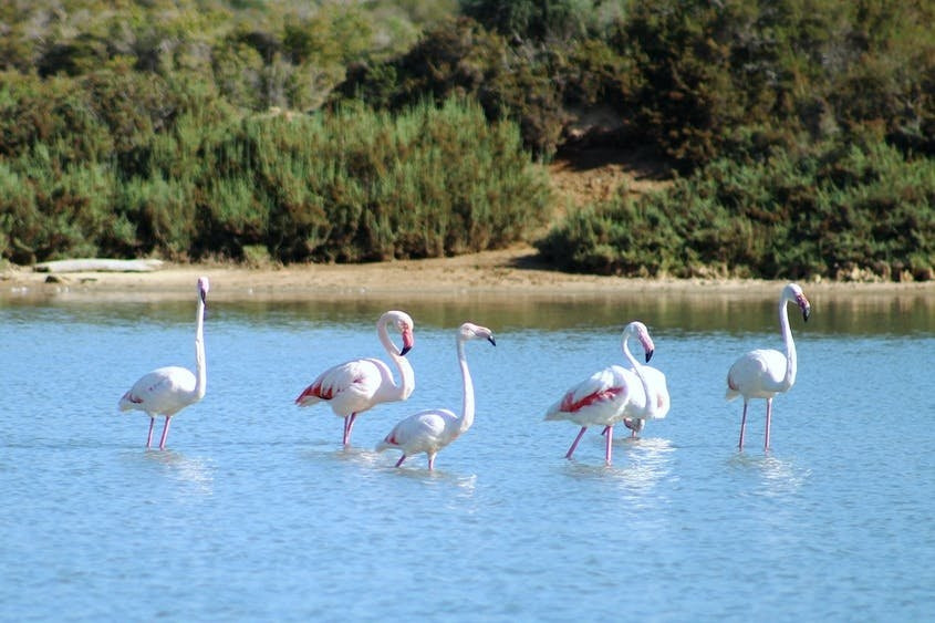 4. Ibiza (Tây Ban Nha). Hòn đảo này là một hòn đảo nổi tiếng về những buổi tiệc nhưng UNESCO đã vẫn công nhận nó về văn hóa và về đa dạng sinh học từ khoảng 20 năm về trước. Trong suốt chiều dài lịch sử, trải qua nhiều nền văn hóa khác nhau trên hòn đảo nhỏ Balearic, bao gồm cả những người cổ đại Phoenicia - những người đã có thuộc địa tại đây, tàn tích của họ được thể hiện qua một nghĩa địa được tảo tồn tốt. Bên cạnh đó, một điểm nổi bật về đa dạng sinh học ở Ibiza là Công viên tự nhiên Ses Salines, nổi tiếng với các sinh vật biển - là nơi lý tưởng để ngắm đàn chim hồng hạc (thuộc loài chim) và trải nghiệm thử lặn với ống thở.