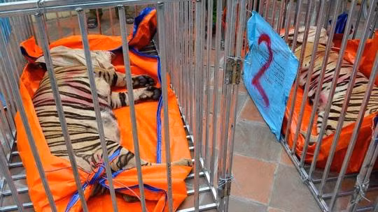 Vu 17 con ho o Nghe An: Tai tha co co hoi song?-Hinh-2