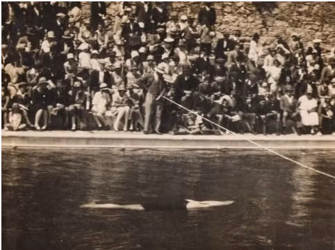 Nhảy cắm rồi bất động trên nước: Tại kỳ Thế vận hội năm 1900 diễn ra ở Paris, ban tổ chức có lẽ đã nghĩ rằng nhảy xa và bơi lội có liên quan đến nhau và quyết định kết hợp hai bộ môn này thành một môn thể thao tạm gọi là “nhảy cắm rồi bất động trên nước”. Thể lệ thi đấu như sau, các VĐV đứng trên bờ và cố gắng nhảy xuống nước sao cho nhảy được xa nhất có thể. Sau khi nhảy, VĐV sẽ giữ nguyên vị trí dưới nước trong vòng 1 phút hoặc cho đến khi phần đầu của VĐV ngoi lên trên mặt nước. Người thắng cuộc là người nhảy được xa nhất.