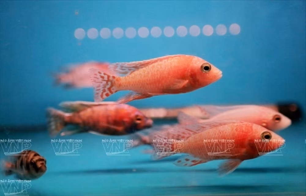 Thu choi ca canh ruoc tai loc gay sot dan Ha Noi-Hinh-10